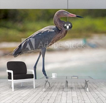 Image de A Reddish Egret stands on a fishing pier waiting for a meal